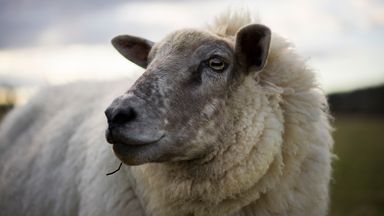 Bluetongue virus discovered in UK after 'rapid increase' in Europe