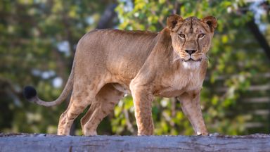 Shell-shocked Lioness takes first steps outside after rescue from Ukraine