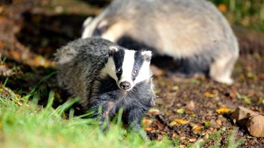 Government vows to end badger cull in next five years