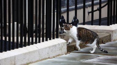 New kitten to join Starmer family in Downing Street, PM says