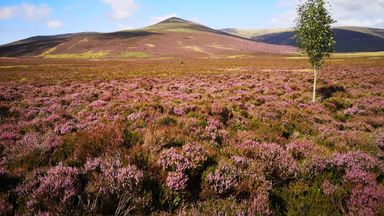 Public urged to help buy England's highest nature reserve Skiddaw Forest