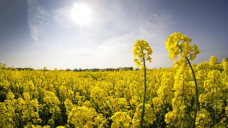 Global charity calls for end to EU incentives for crop-based biofuels