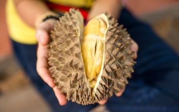 Chinese demand for world’s smelliest fruit sends coffee prices soaring