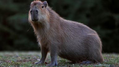 Zoo calls on public for help locating escaped capybara