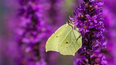 Wildlife experts warn of 'butterfly emergency' after count reveals record low numbers