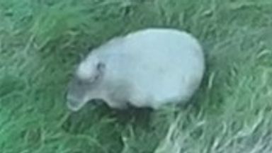 Cinnamon the escaped capybara's adventure ends after she's recaptured from pond in Telford