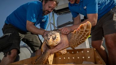 'Weak' turtles washed up on UK shores released back into the sea