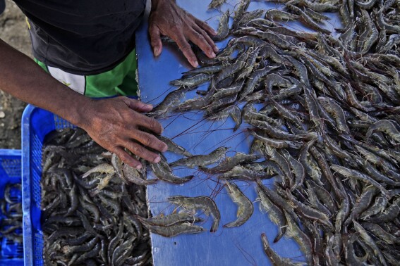 As big supermarkets pursue profits, new research shows growing exploitation of shrimp farmers