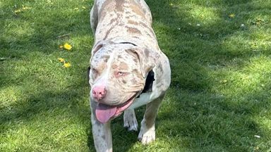 Owner of XL bully put down in 'error' by Lancashire Police was waiting for call to collect dog