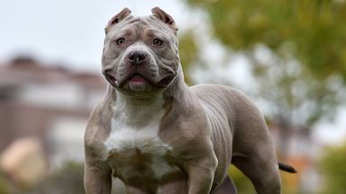 Lancashire Police apologises for putting down family's pet XL bully dog by mistake